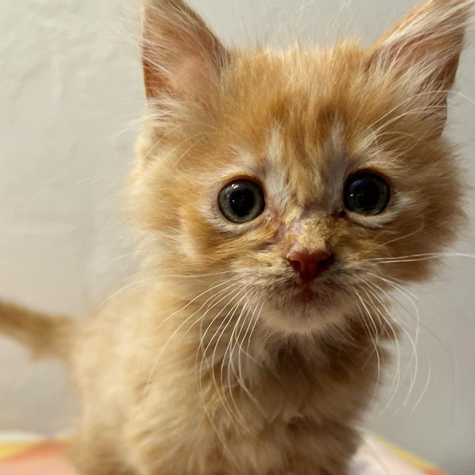 Mogwai