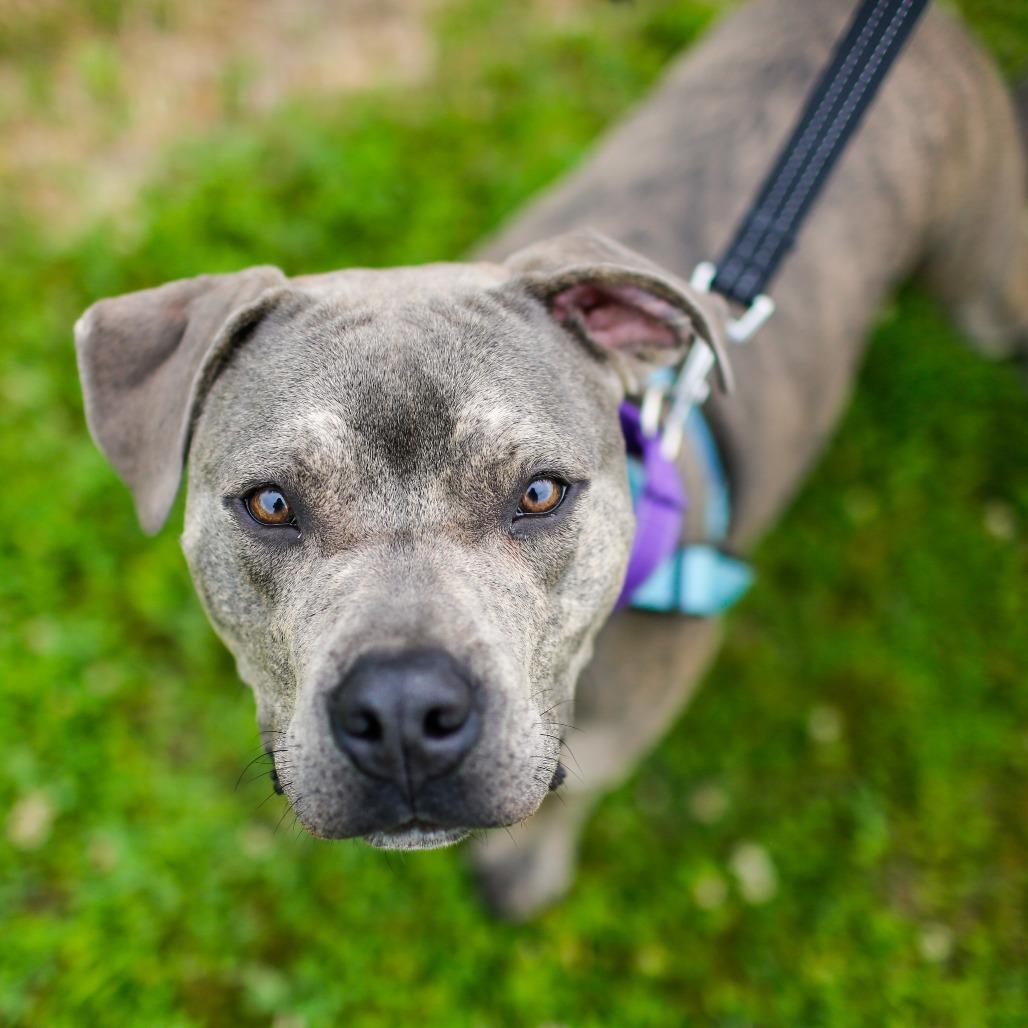 Carter *Foster to Adopt Me!