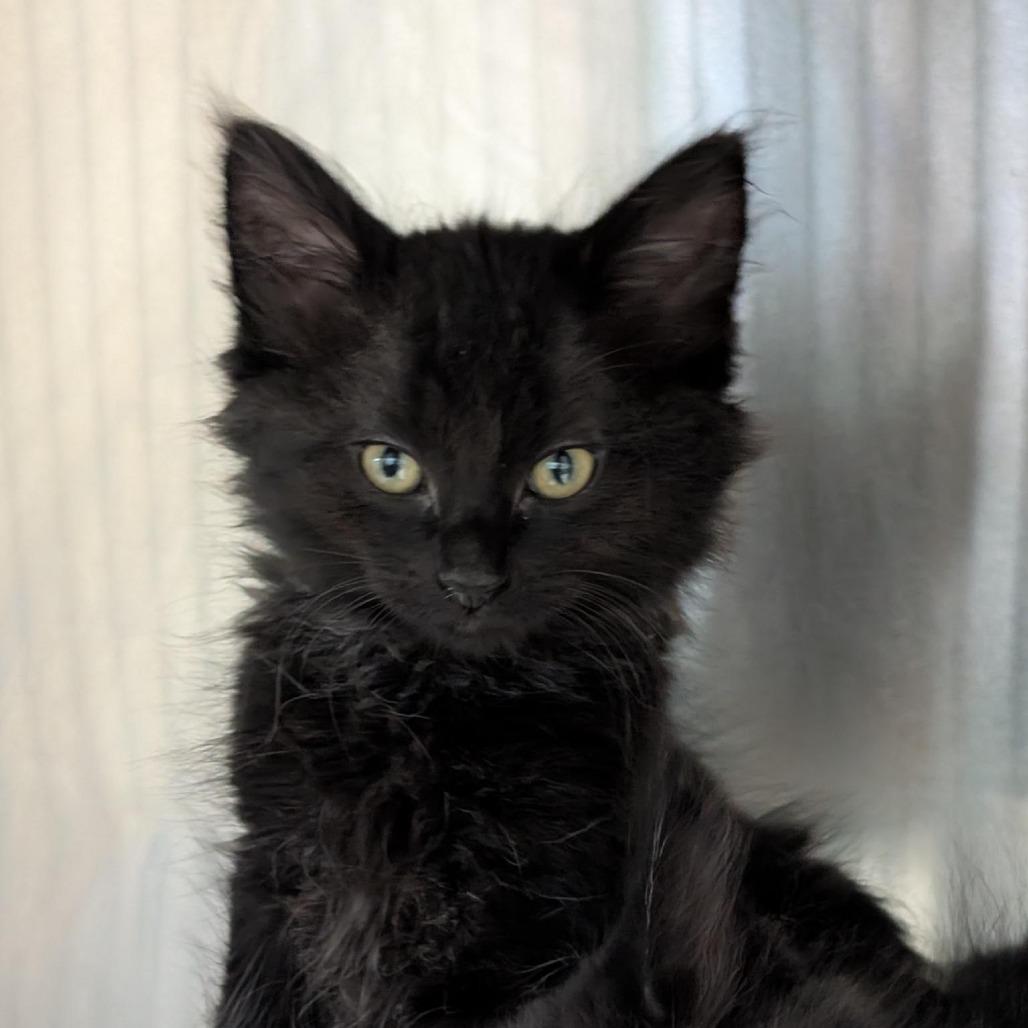 Little Tyke