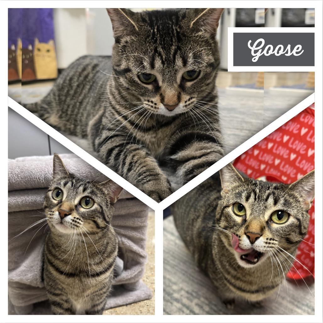 Goose