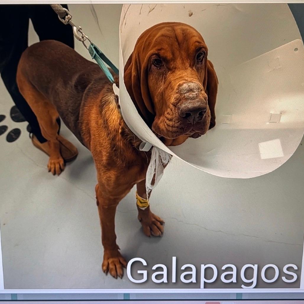 Galapagos