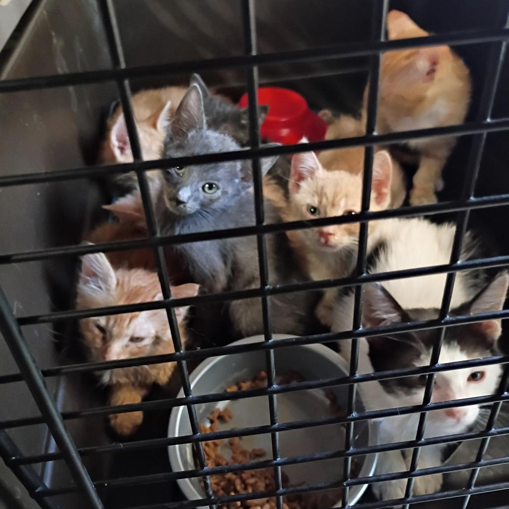 RW Litter 5
