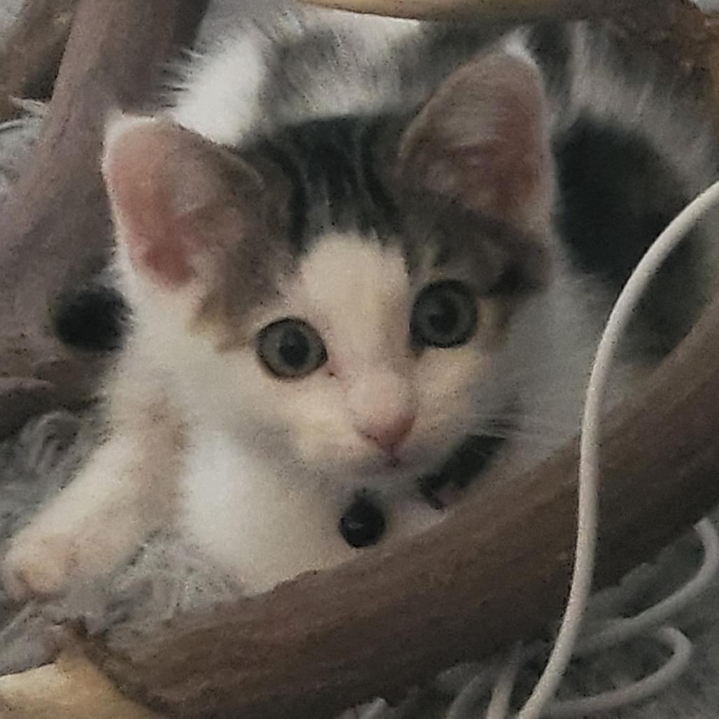 Finn