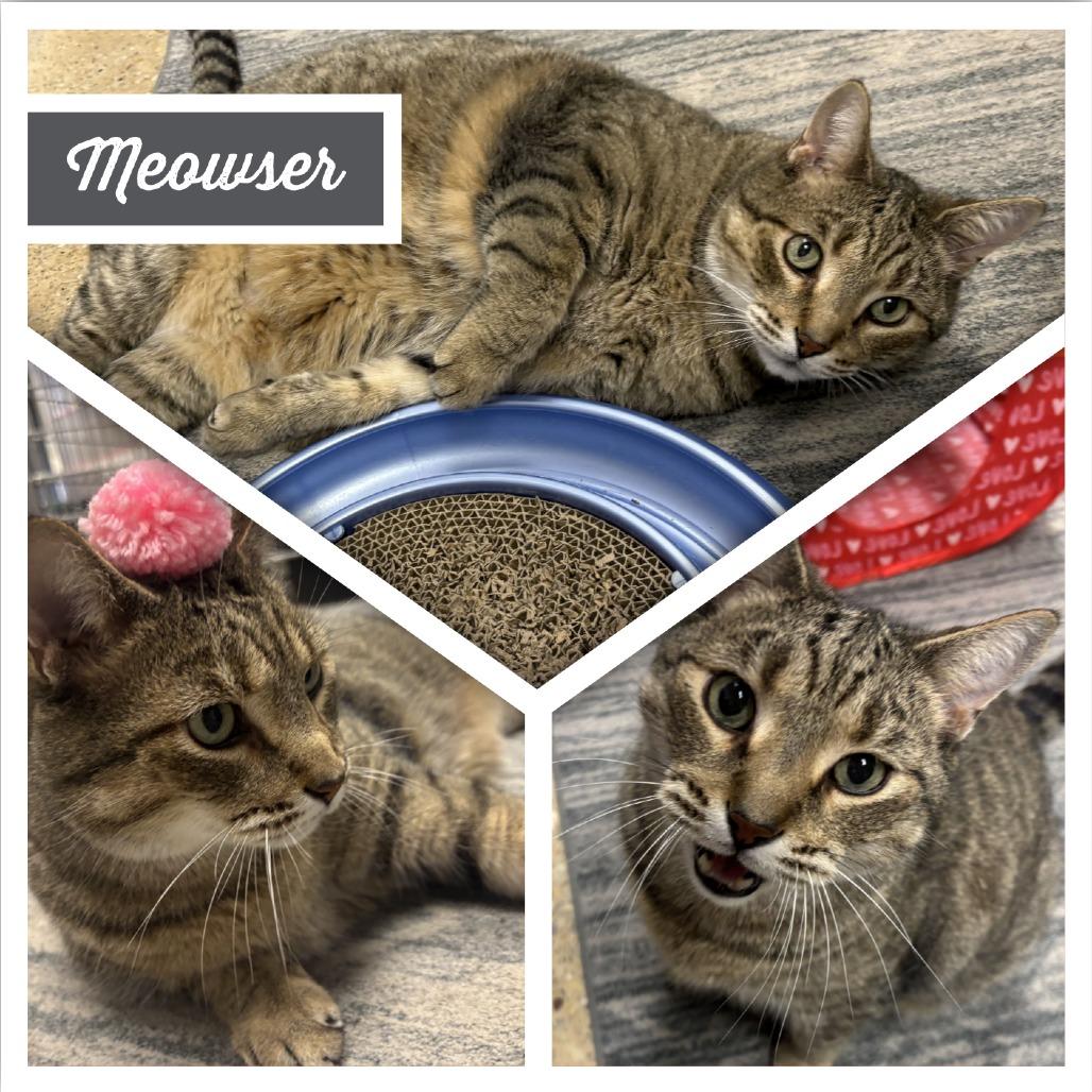 Meowser