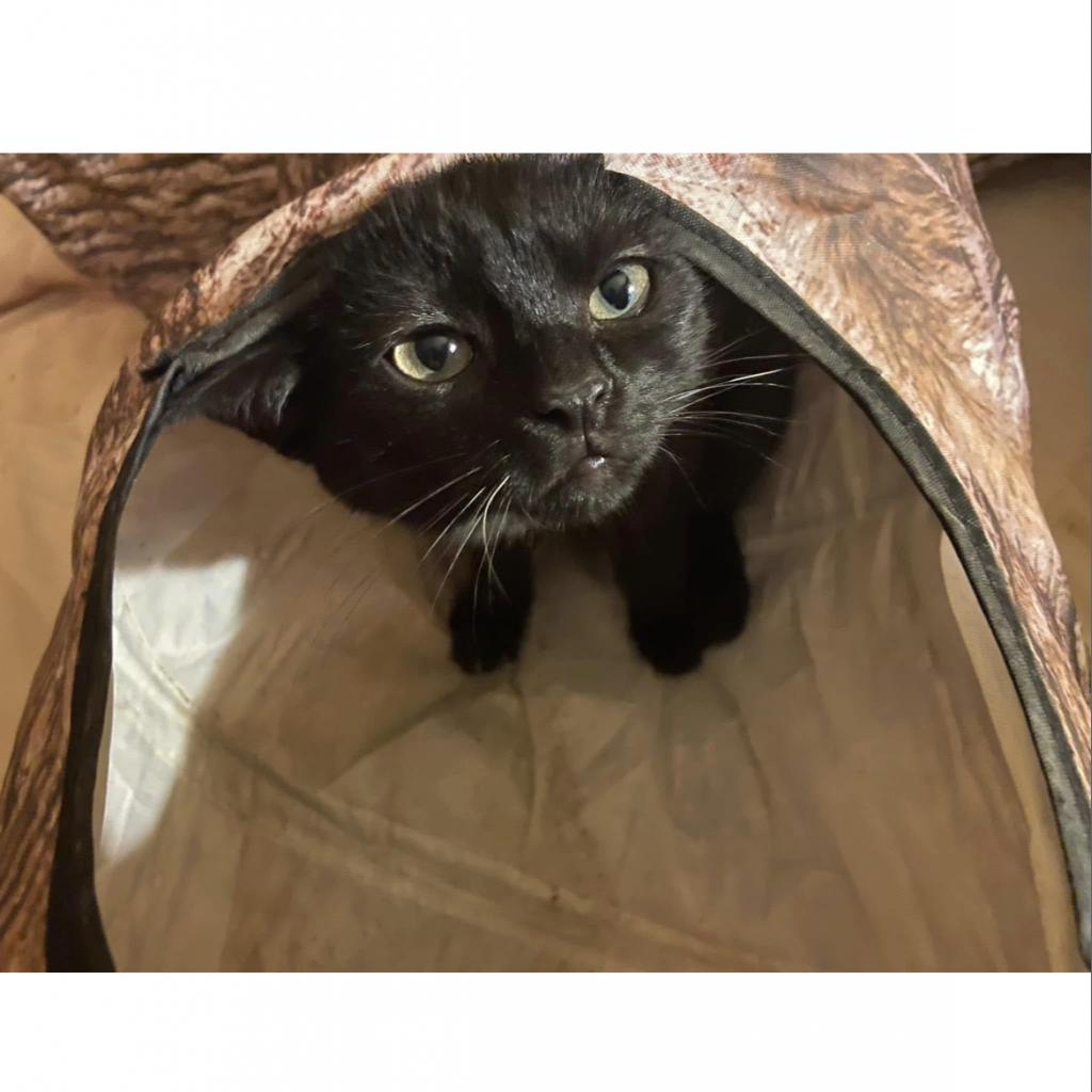 Merlin