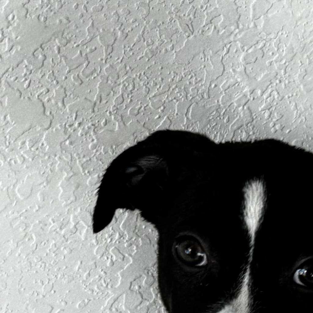 Teddy
