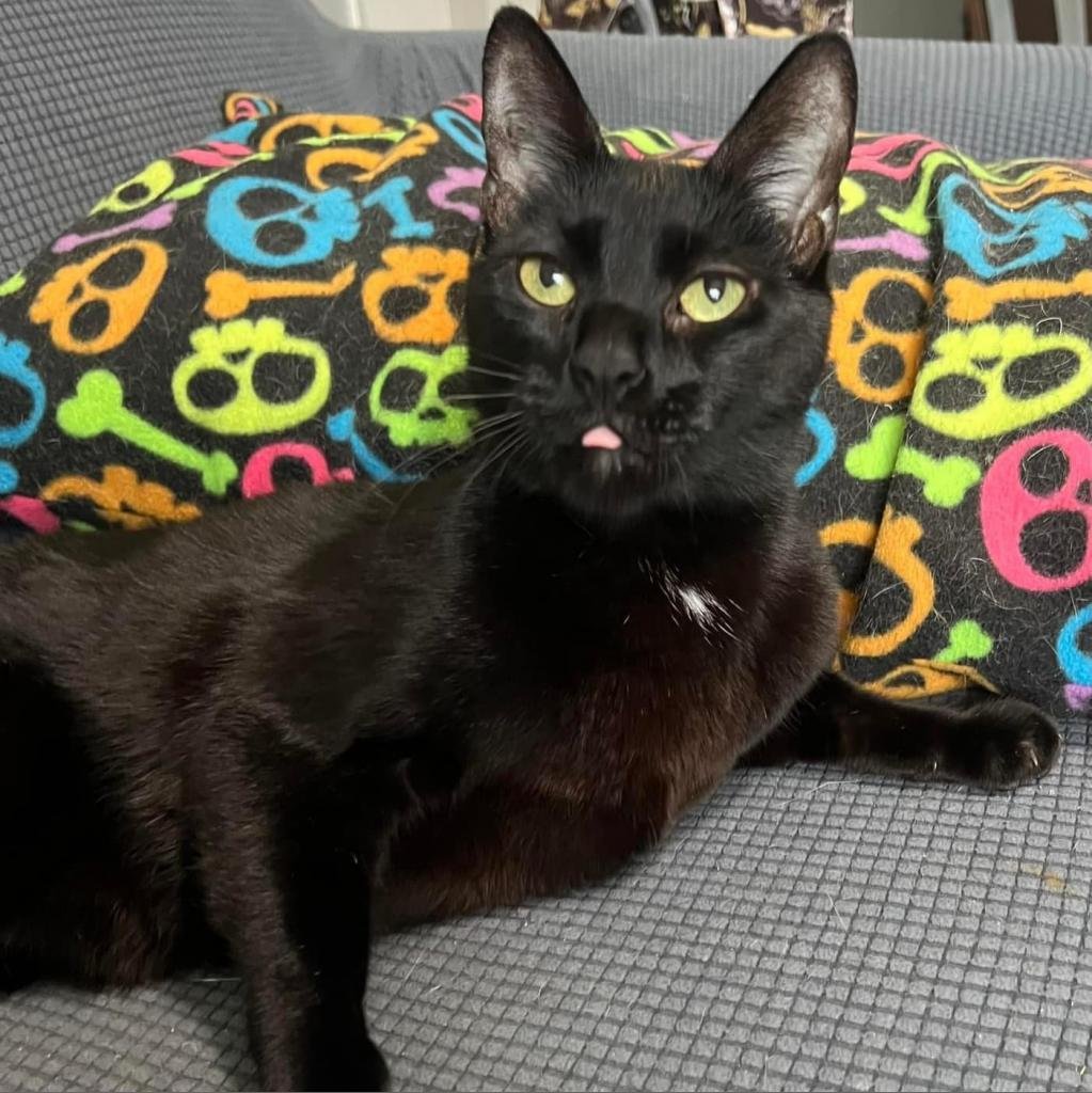 Obo (cerebellar hypoplasia) 