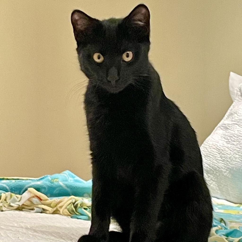 Albert