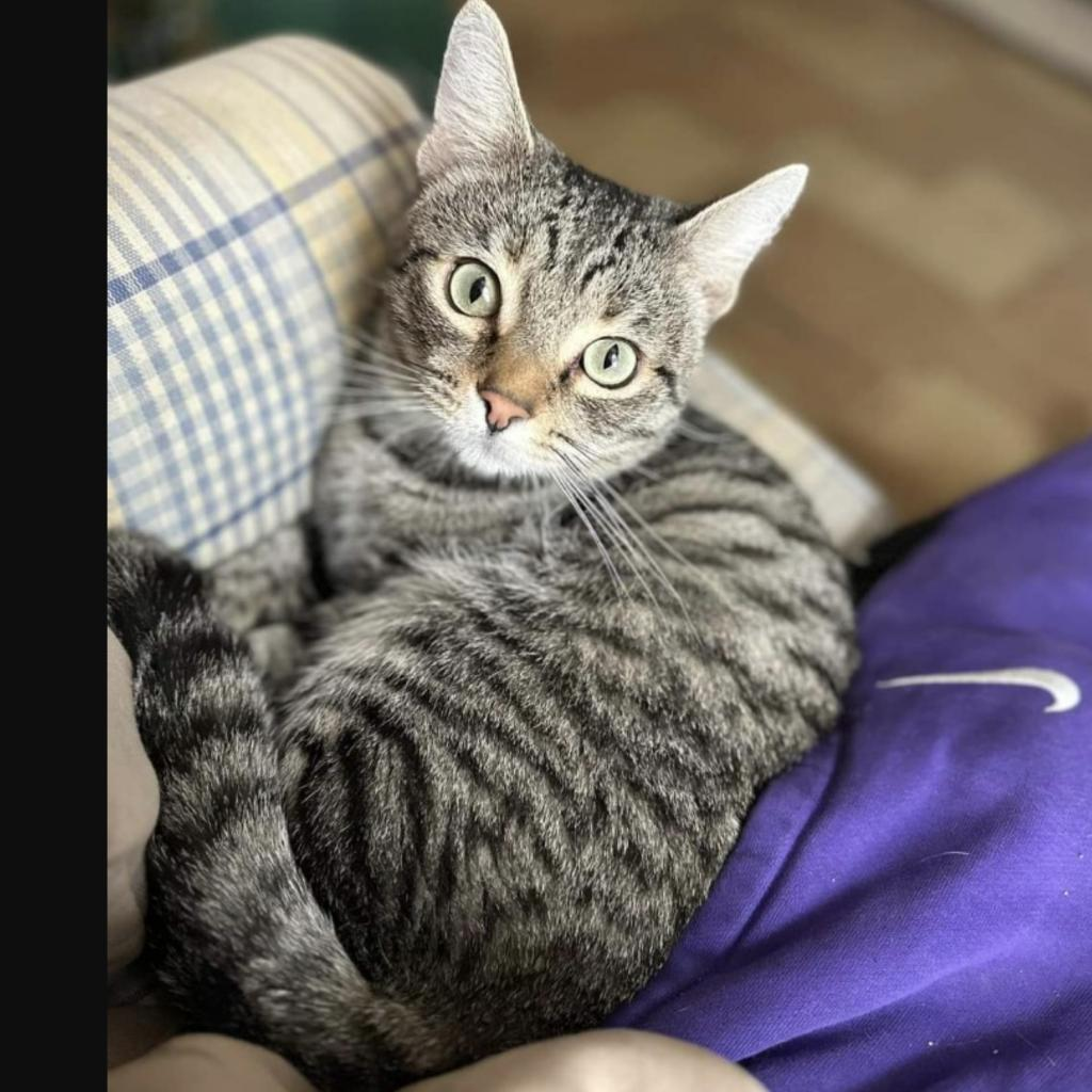 Mikhail