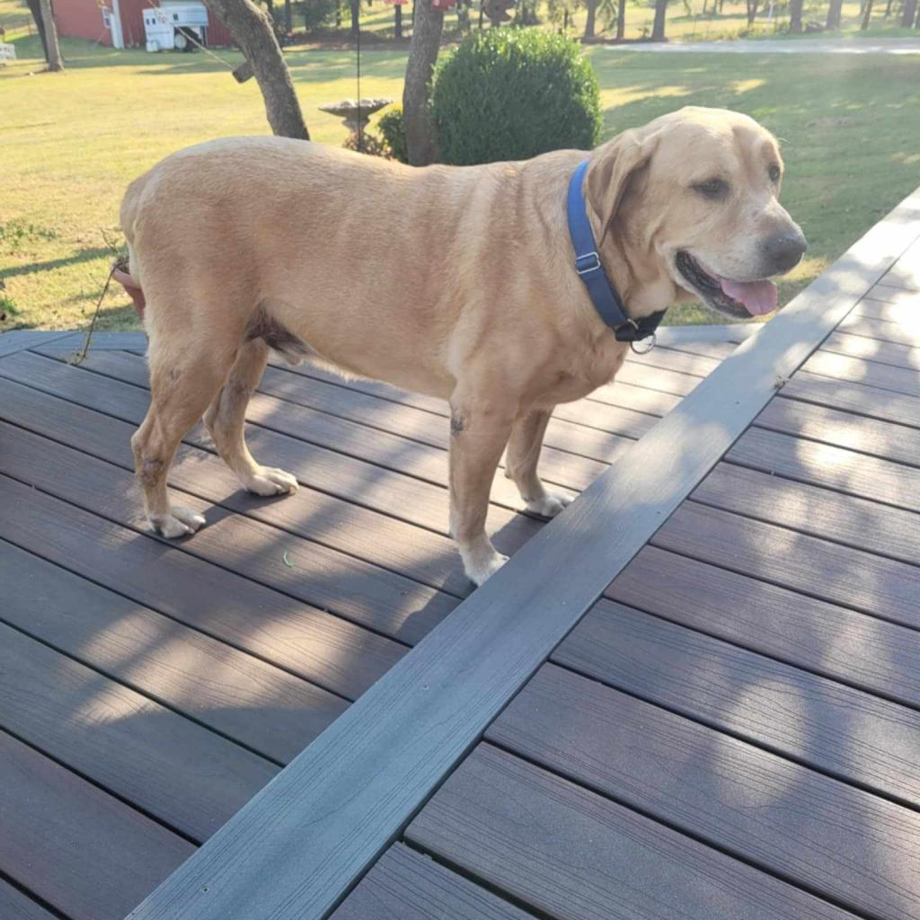 Buddy