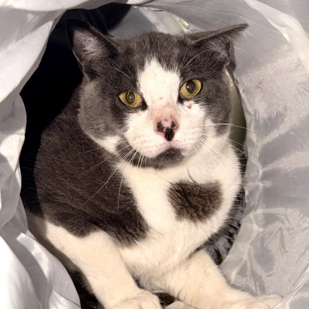 Ralph (Barn Cat)