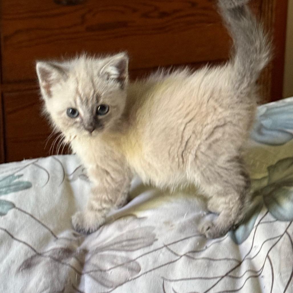 Cloud & Storm (Available 8/4)(Adoption Pending)
