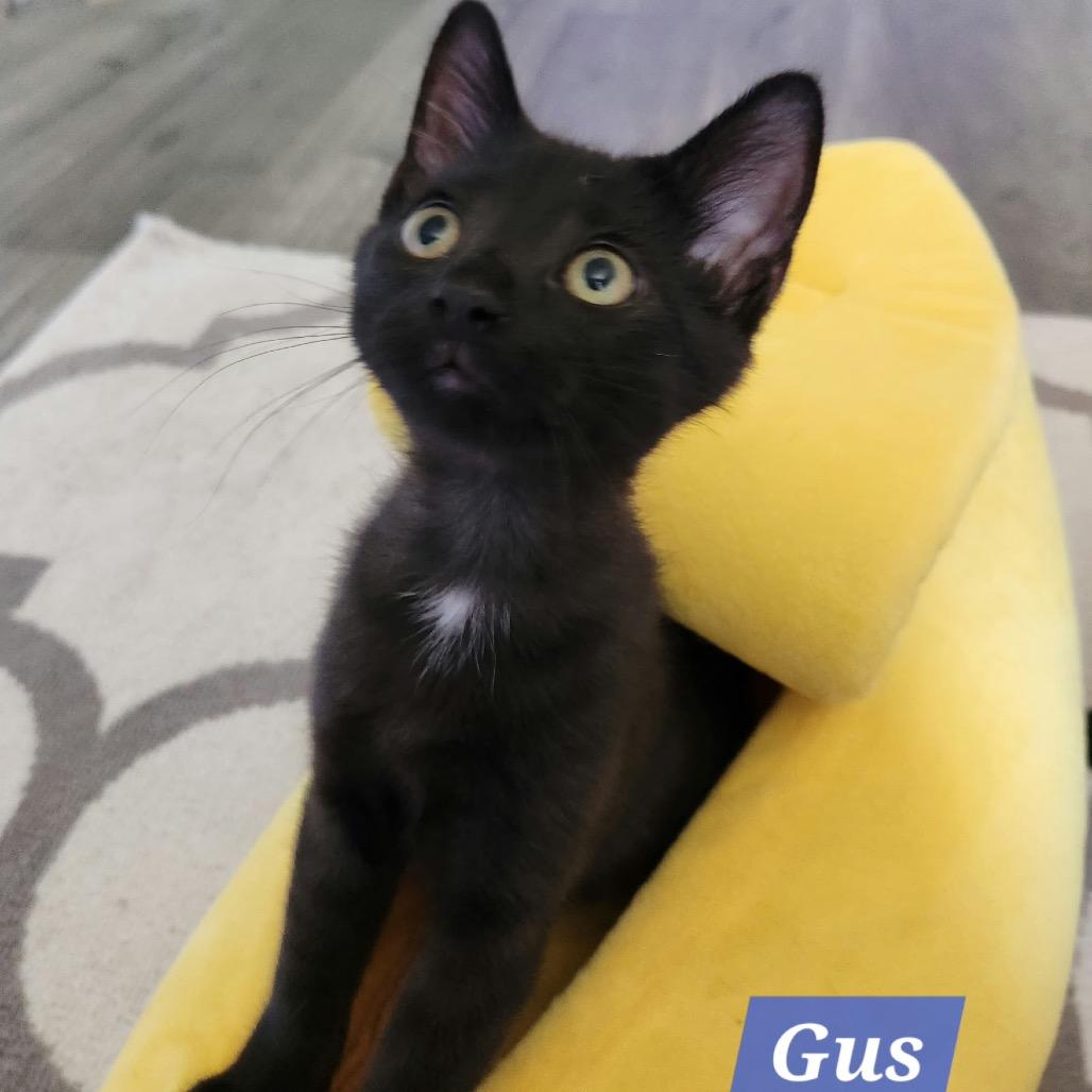 Gus
