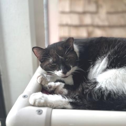 Kittle