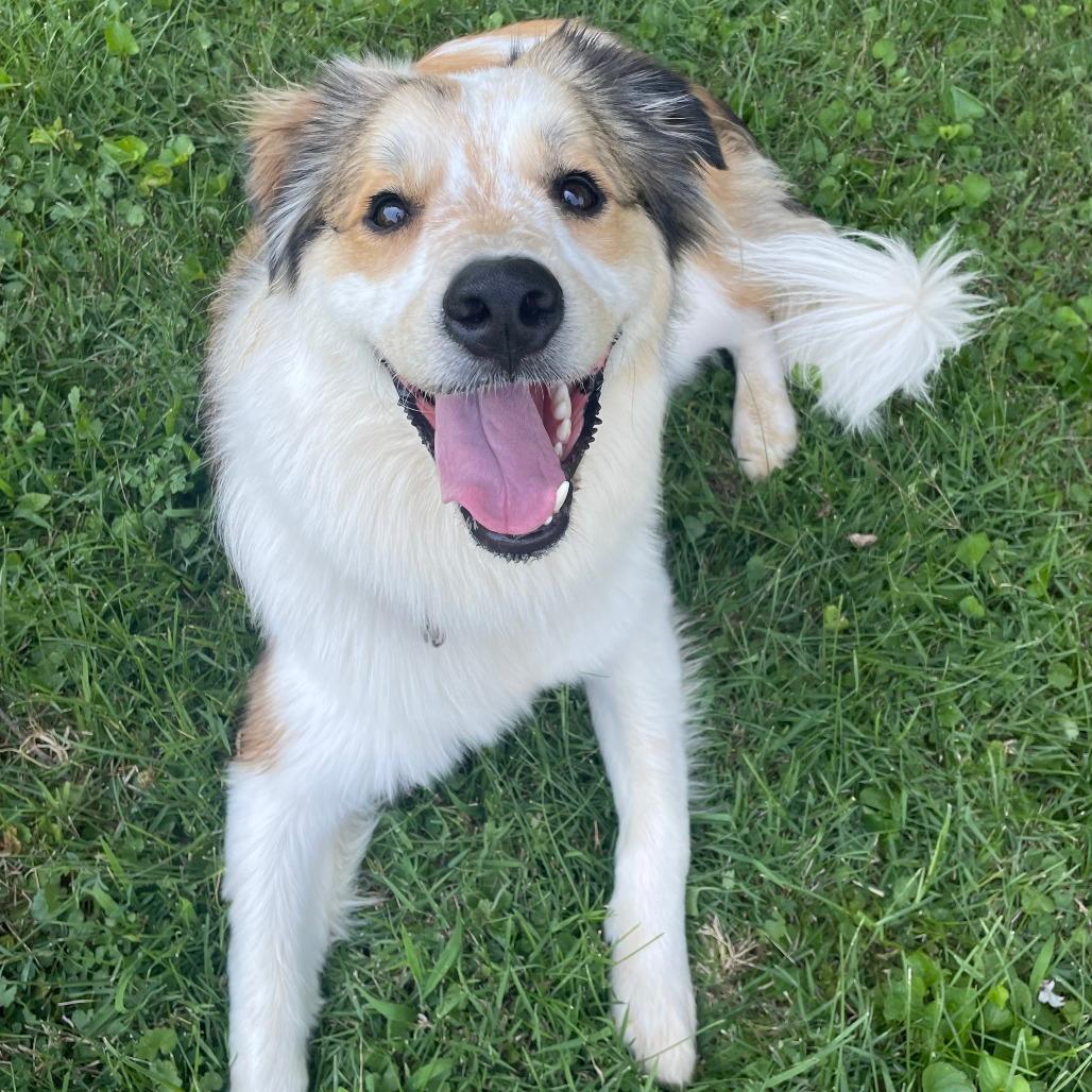 Phoebe