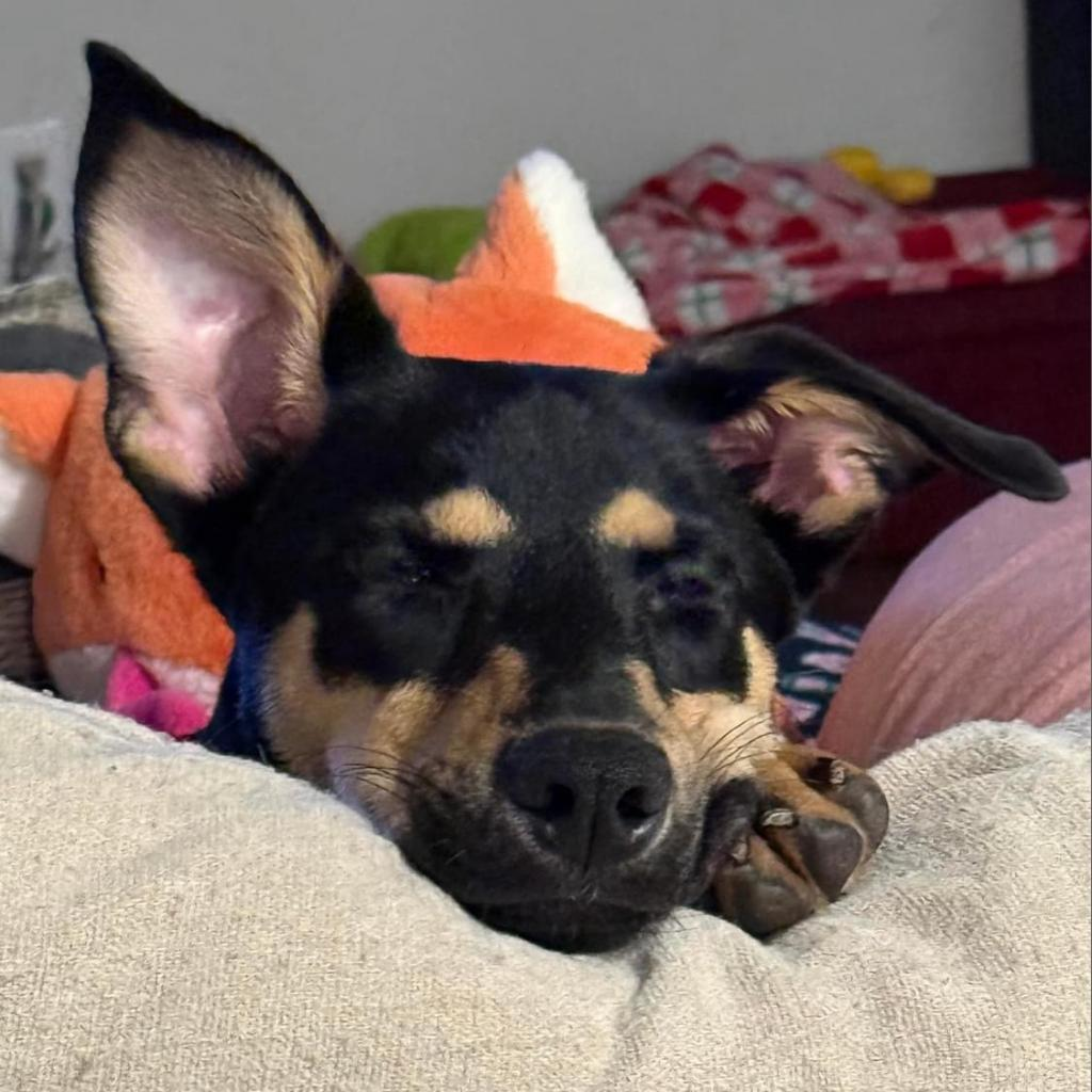 Picture of Abby