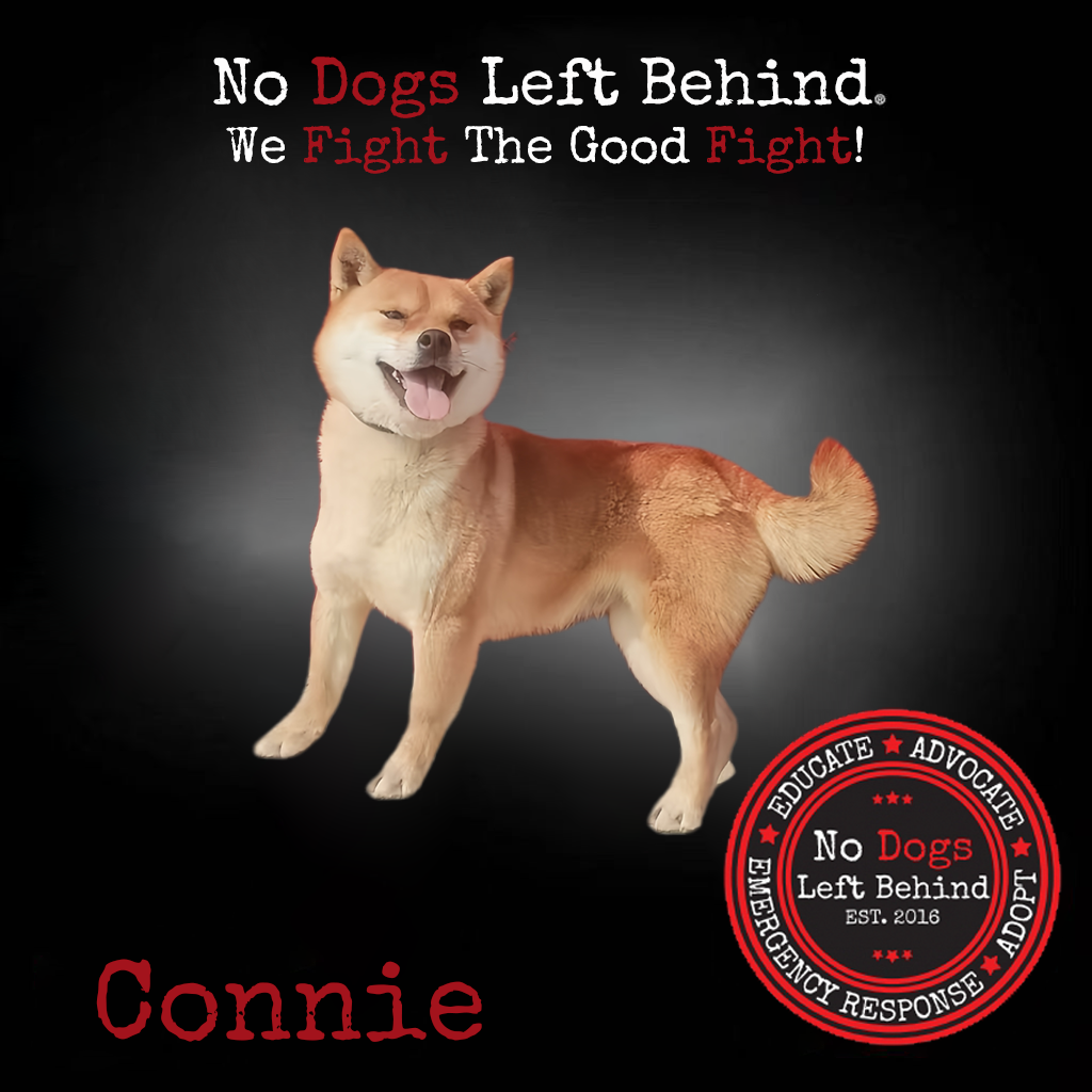 Picture of Connie 4062