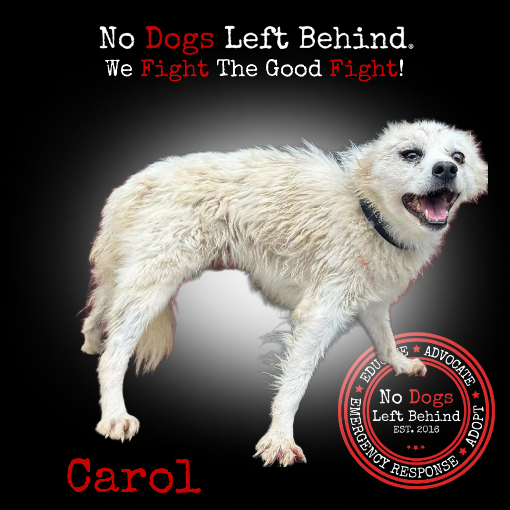 Carol 4170