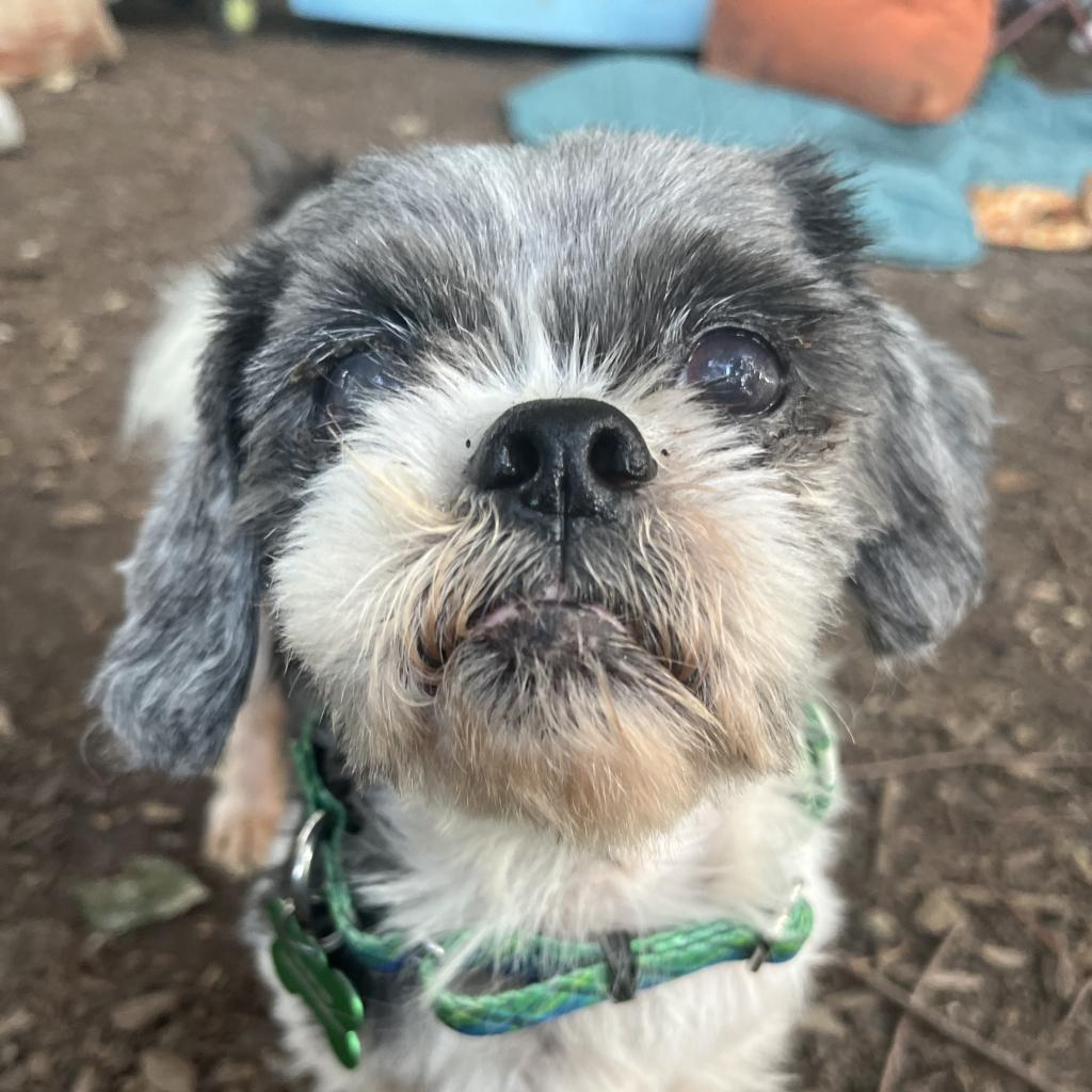 Hugo