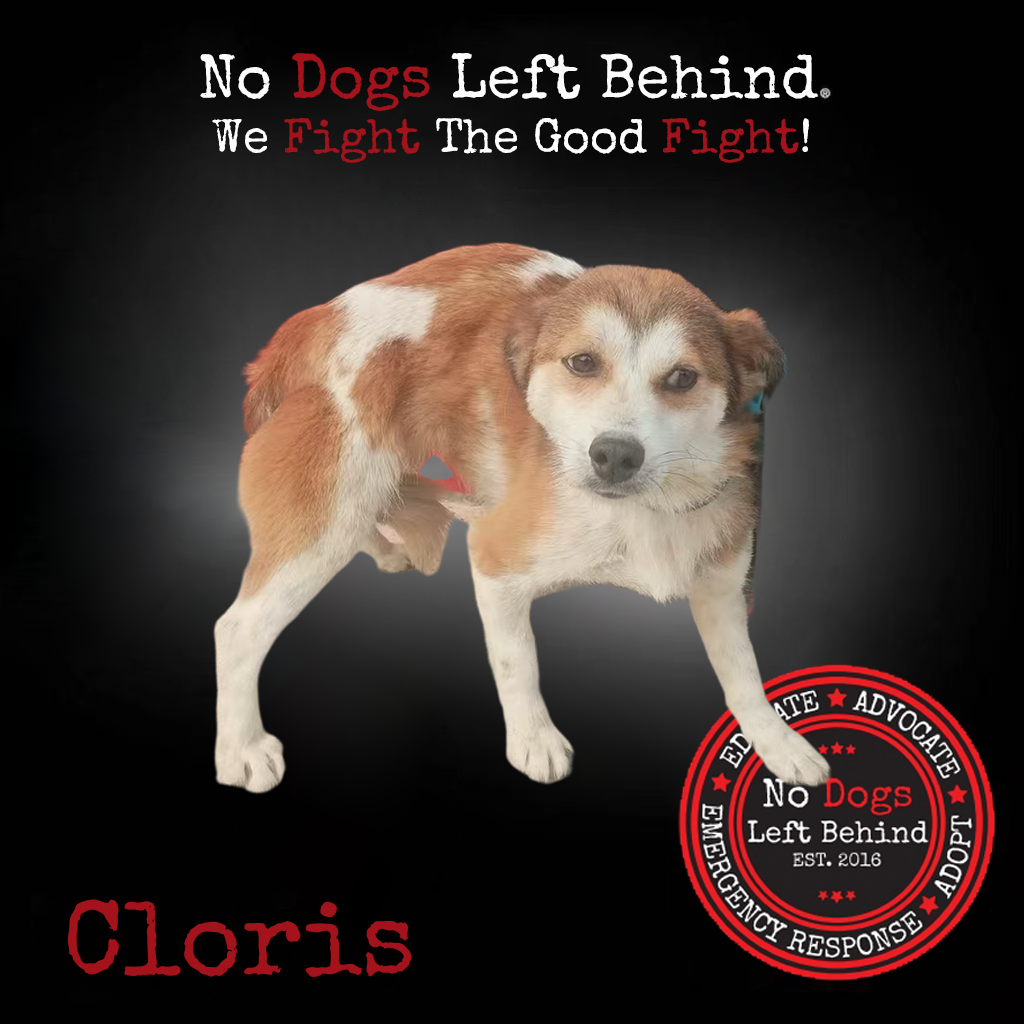 Cloris 4020