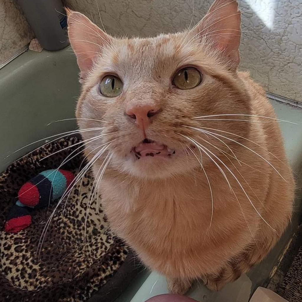 Gus Gus