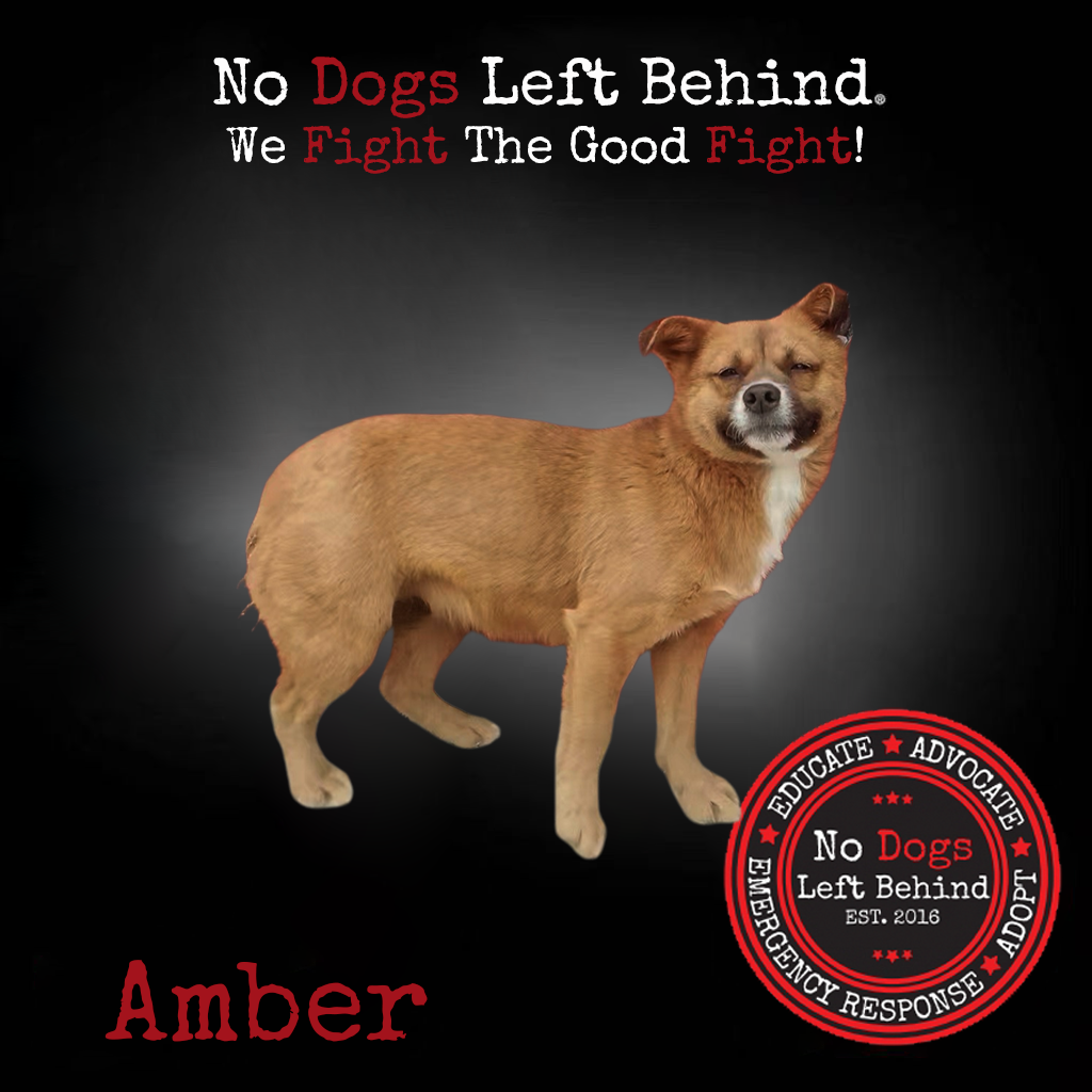 Amber 4212
