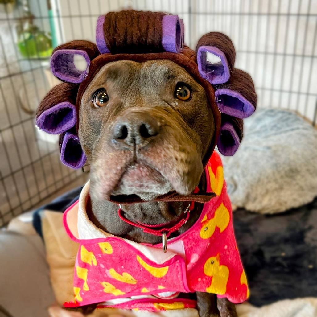 Streetcar Stella