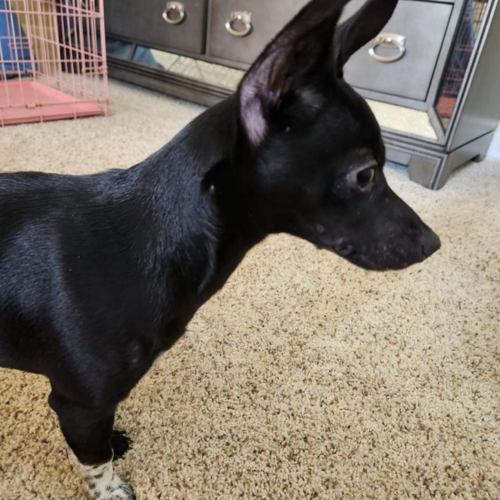 Picture of Honey