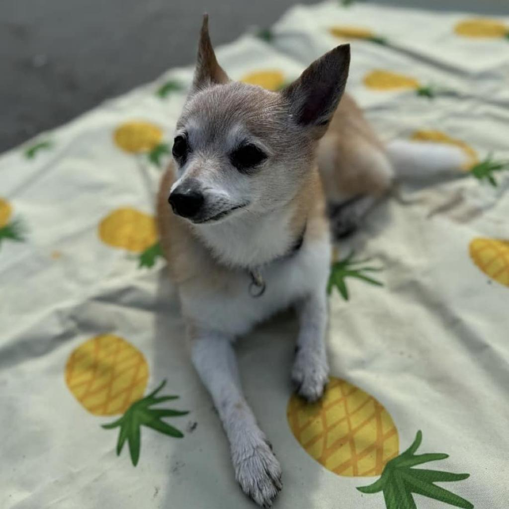 BUDDY
