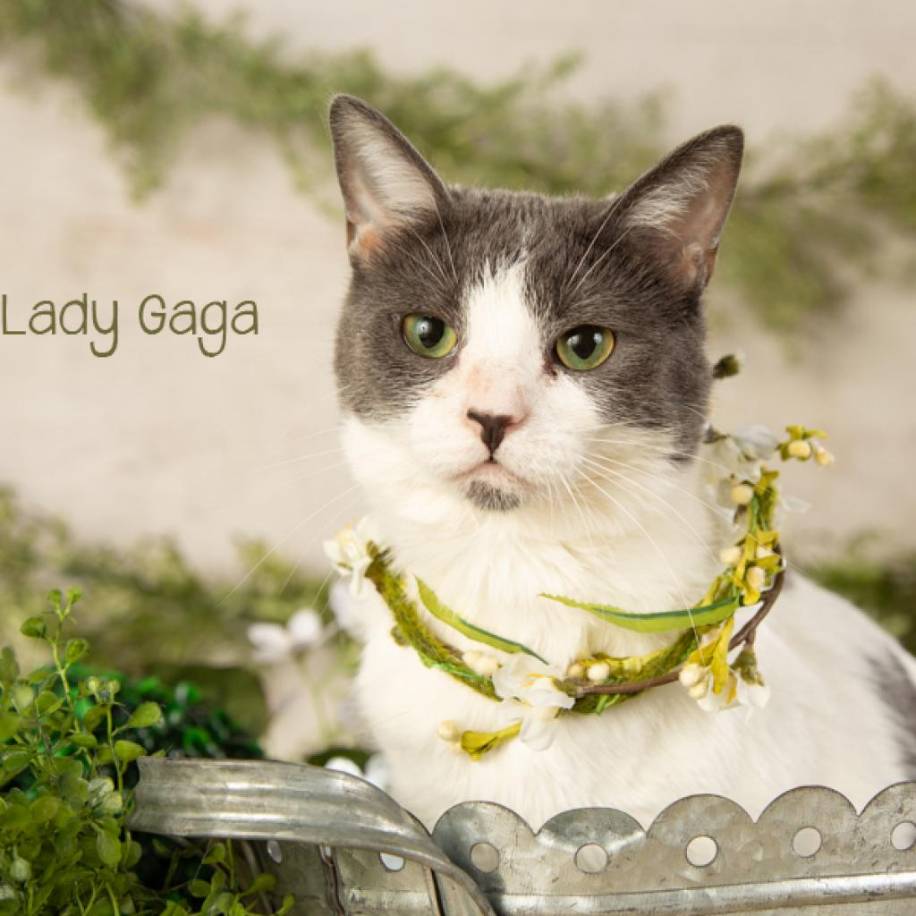 Lady Gaga
