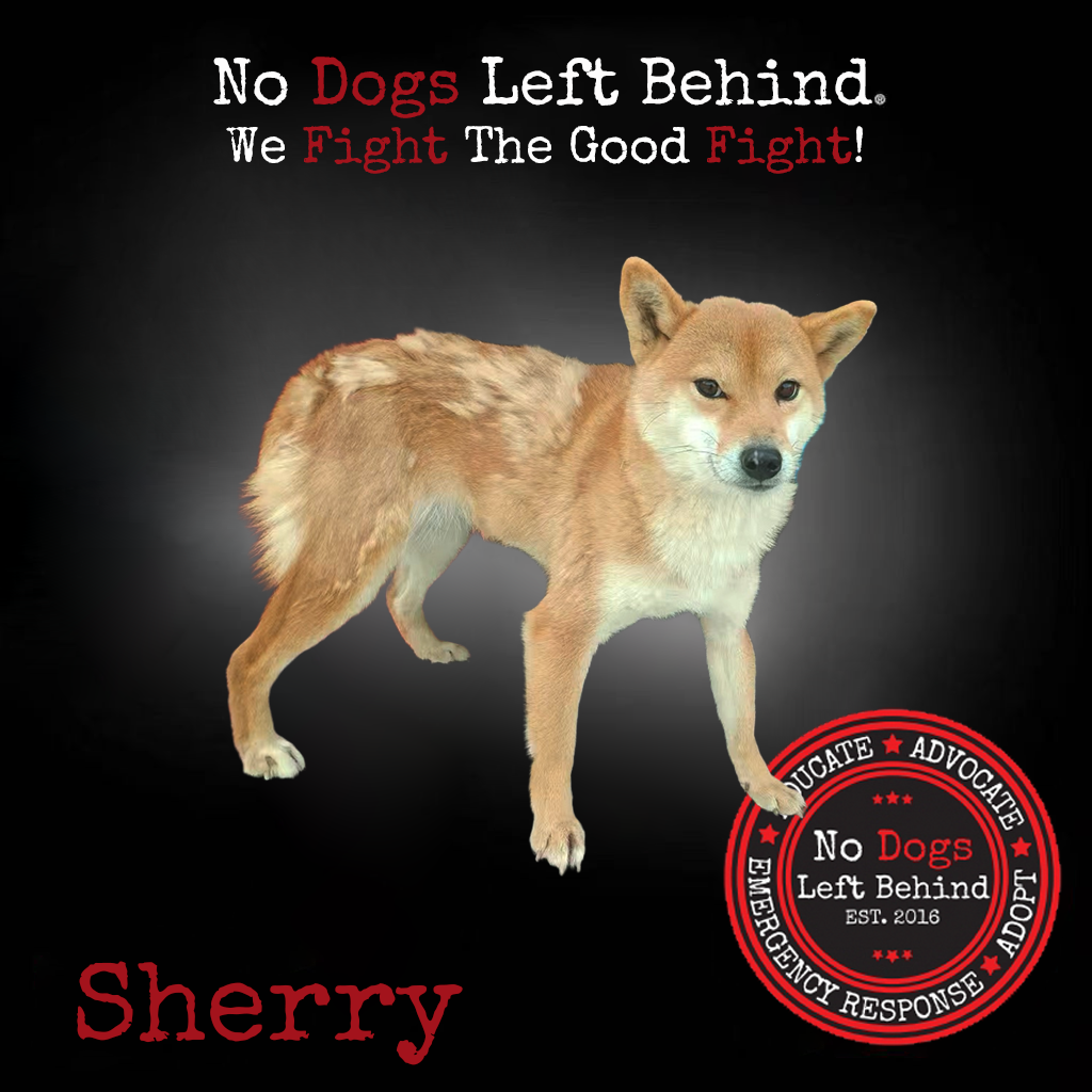Picture of Sherry 3882