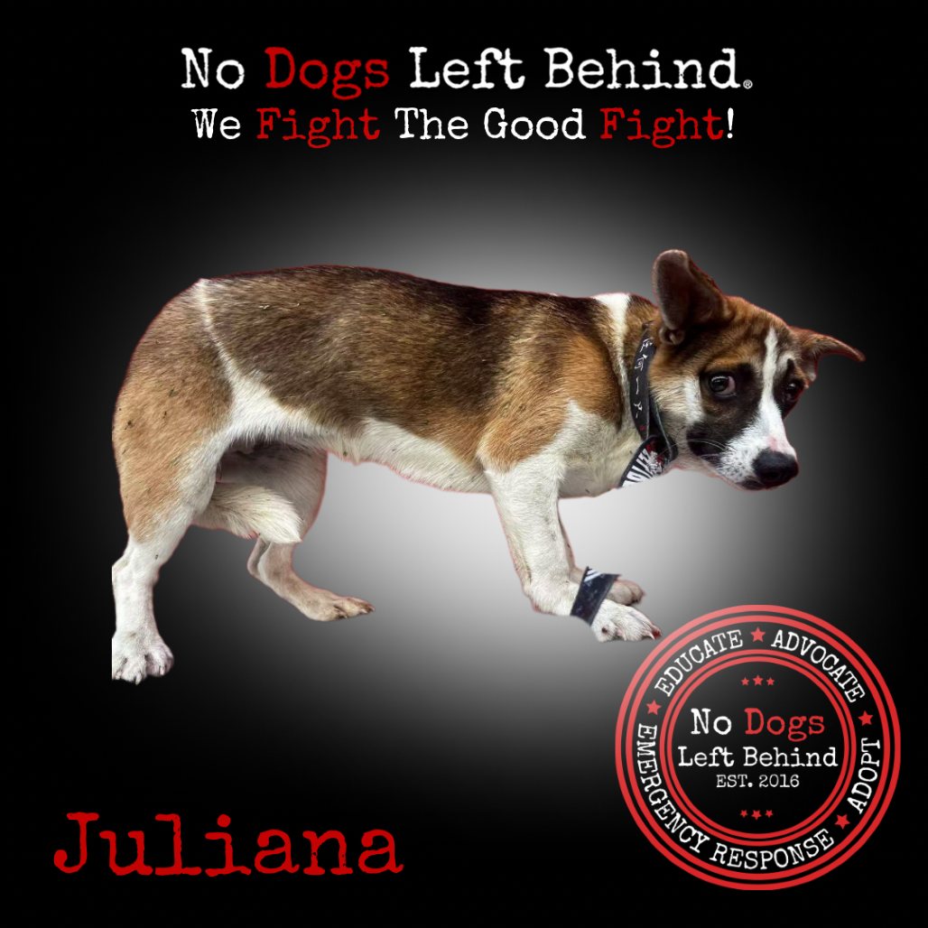 Juliana 4211