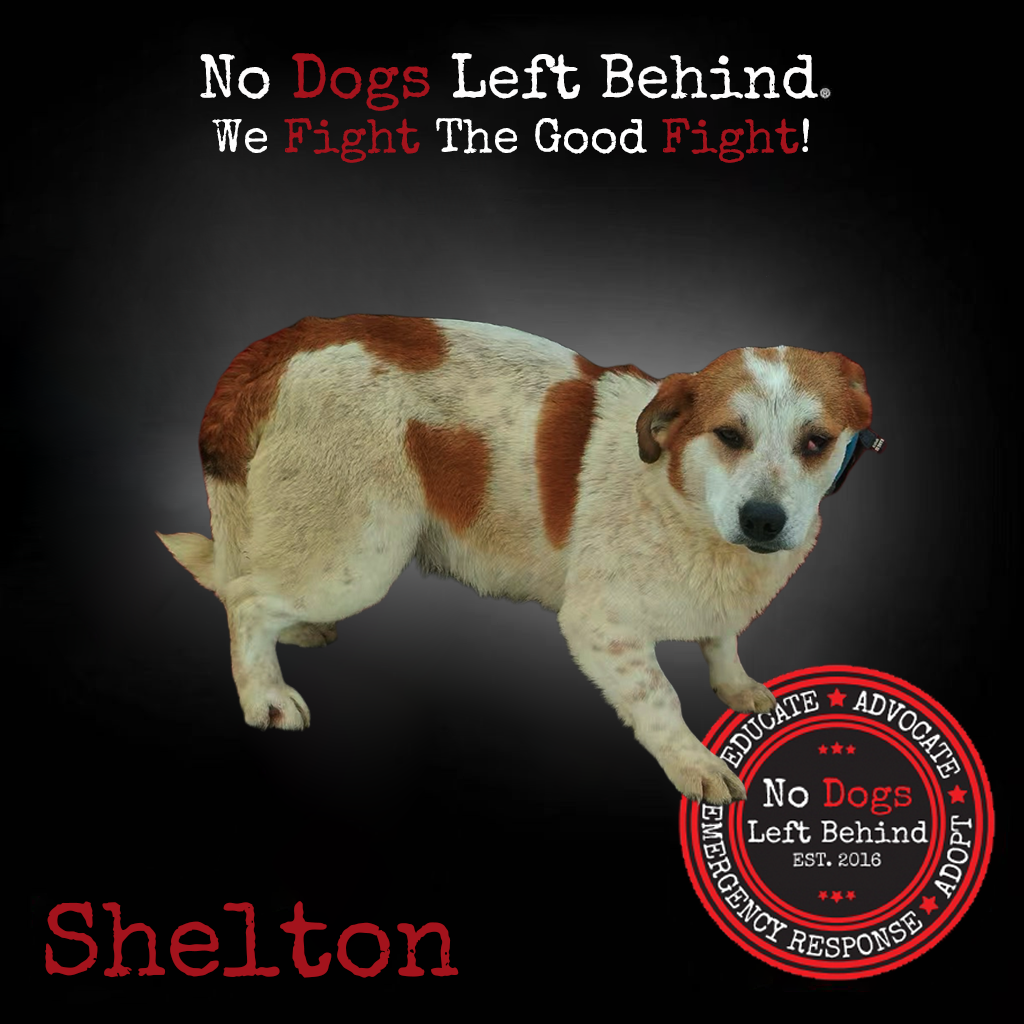 Shelton 4091