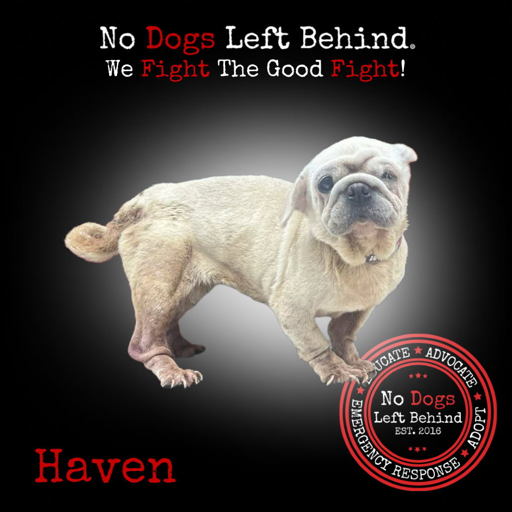 Picture of Haven 4147