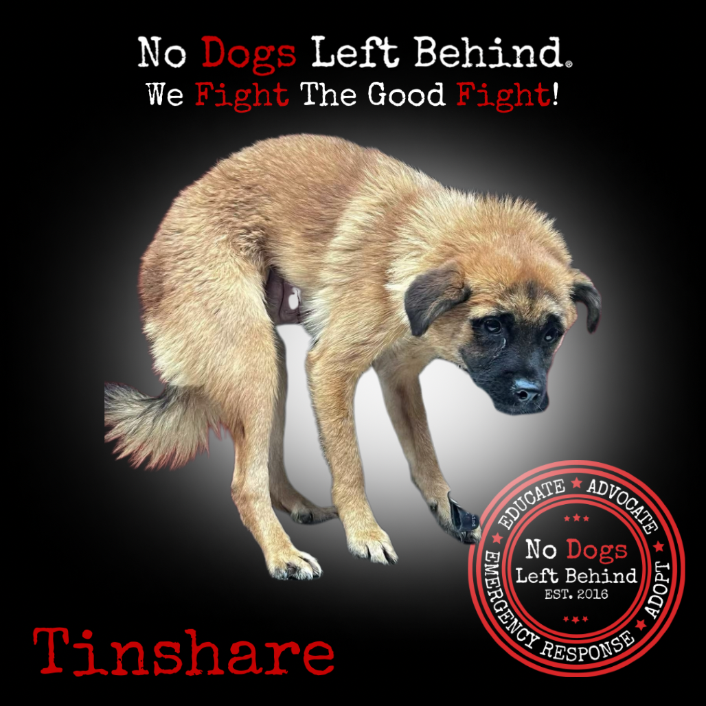 Tinshare 3995