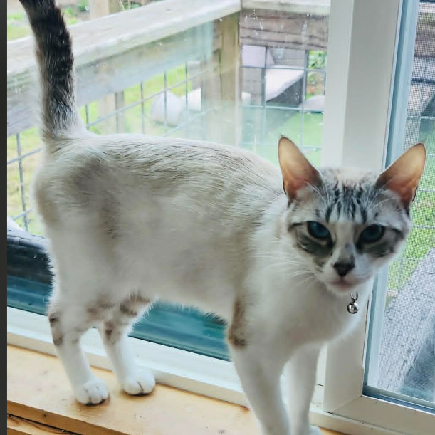 Yuki