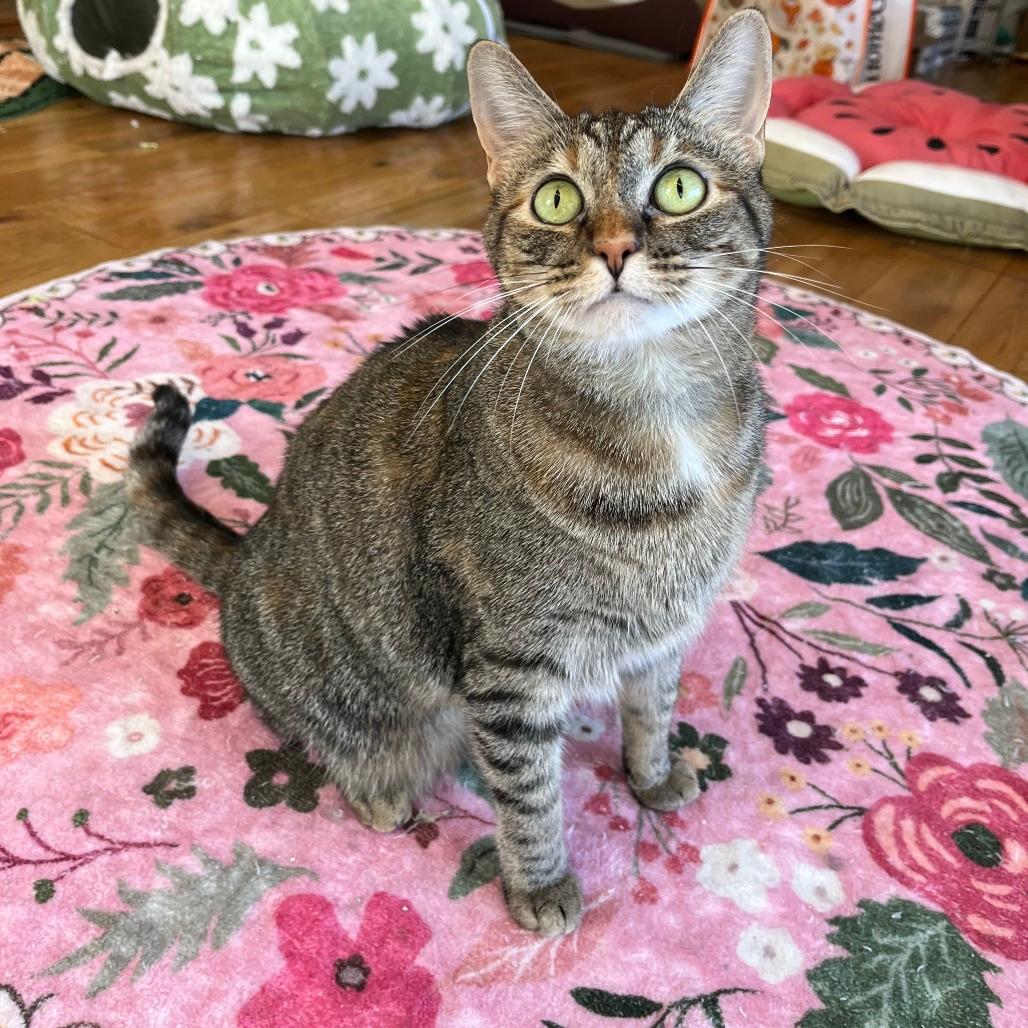 Hazel