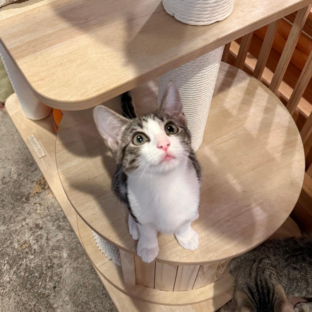 Peanut