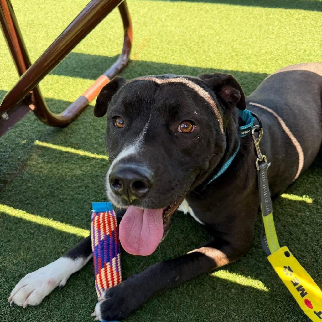 Magic (gentle, friendly, good with kids, walks well on a leash and rides well in a car )