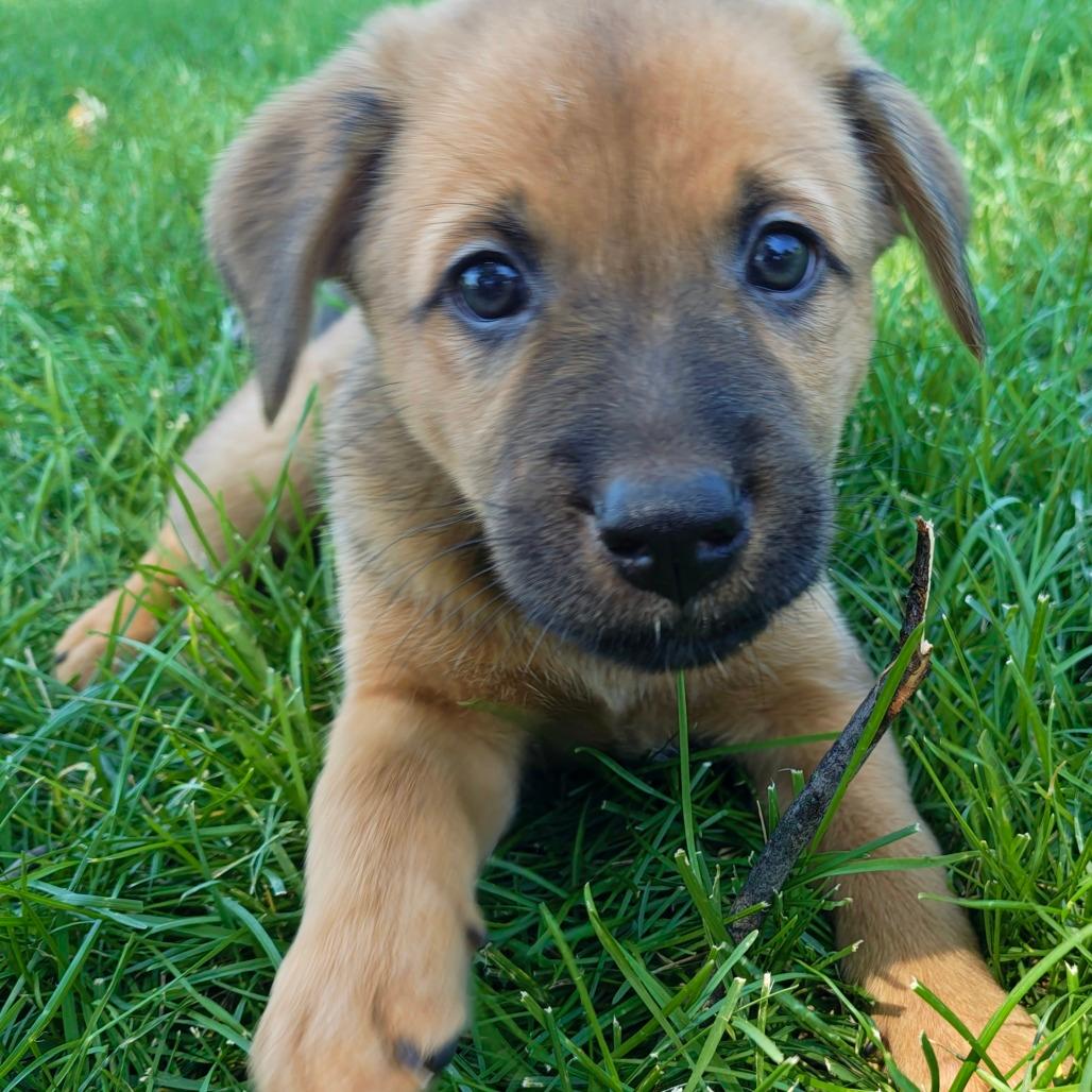 Hazel