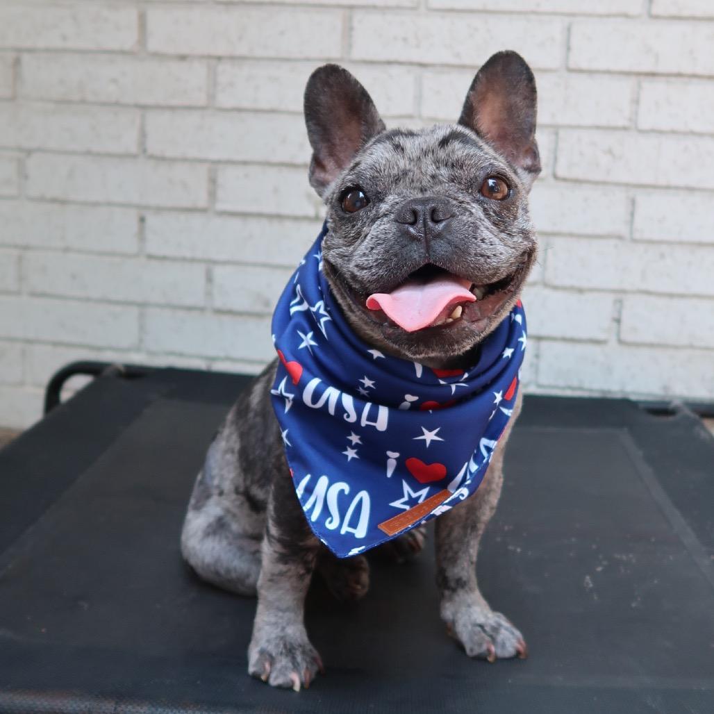 Mogwai