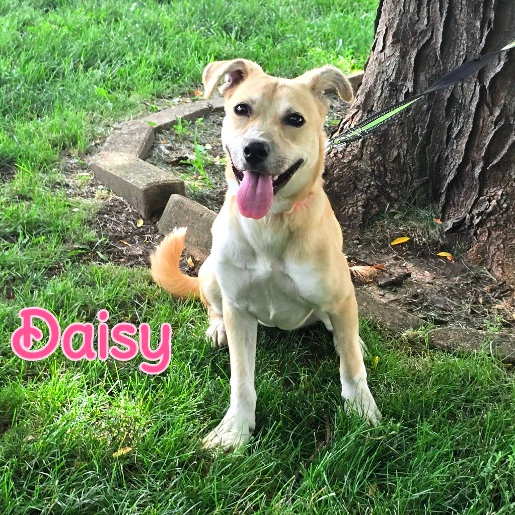 Daisy