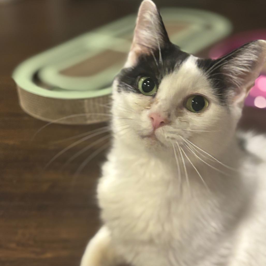 Calypso