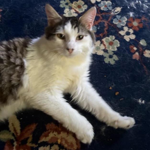 Vesper *Meet me at Eagan Petsmart*