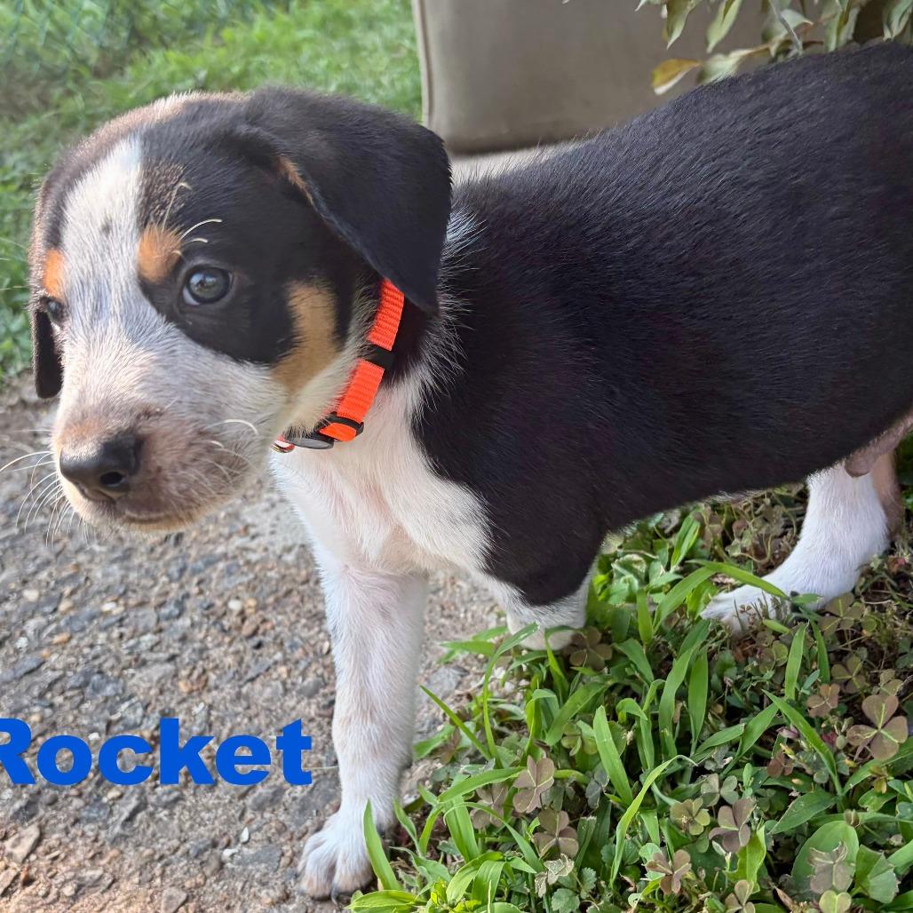 Rocket