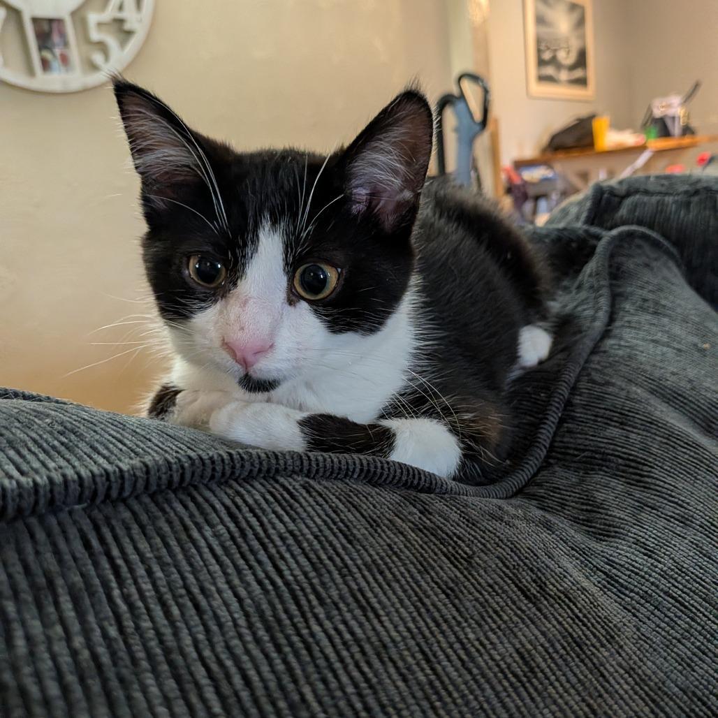 Oreo