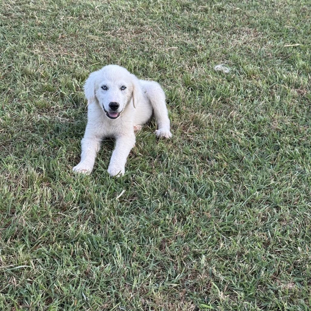 Bruce
