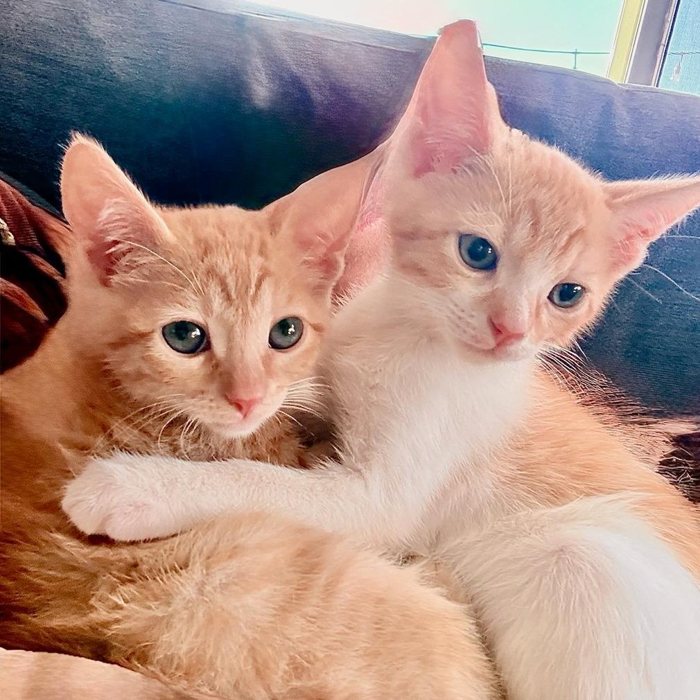 Gemini & Cassiopeia