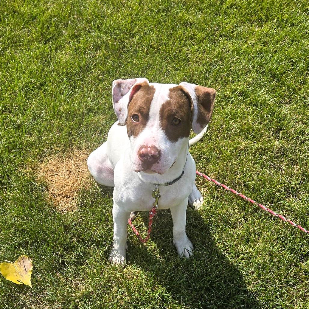 Hondo "Buster"