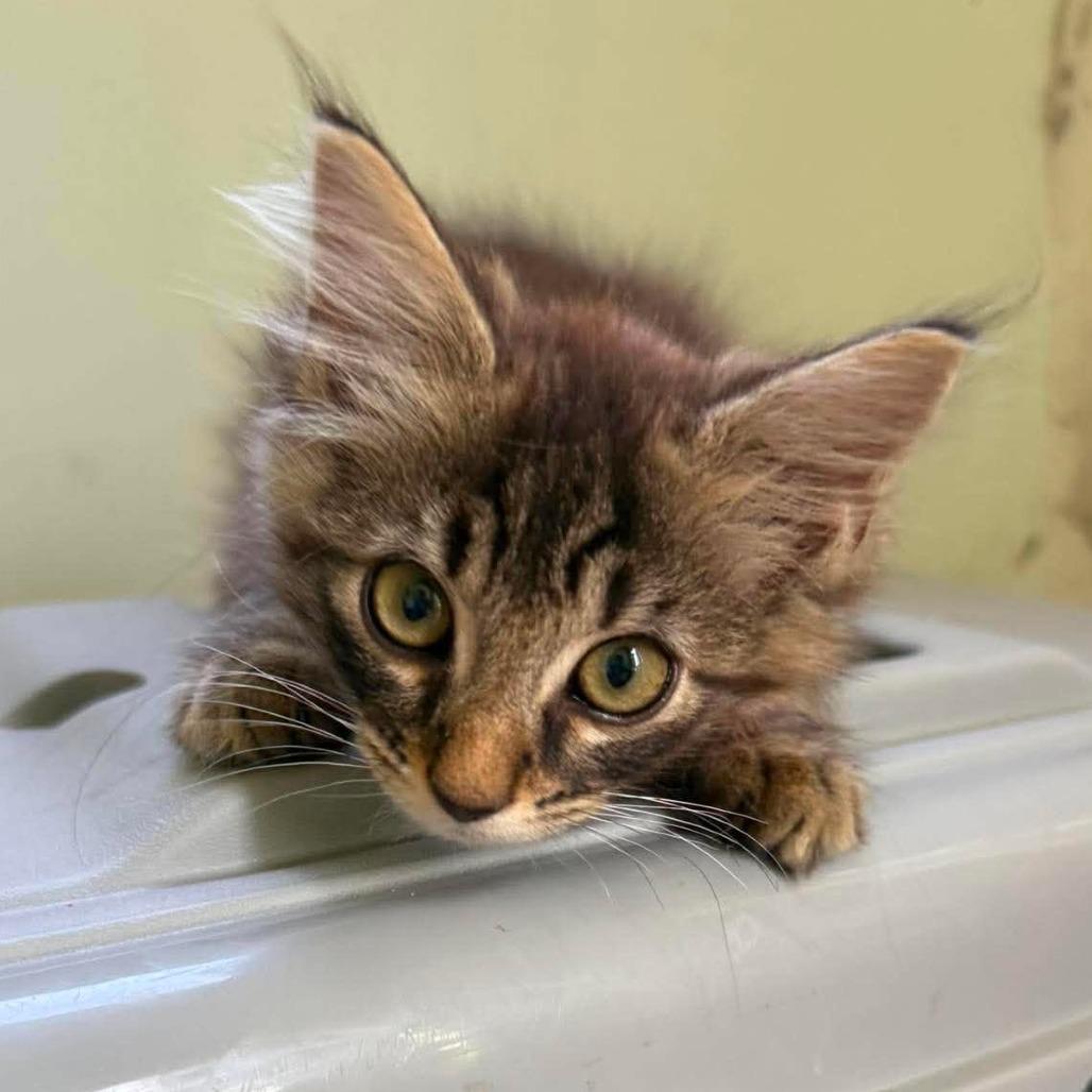CT Jermaine avail Aug 1